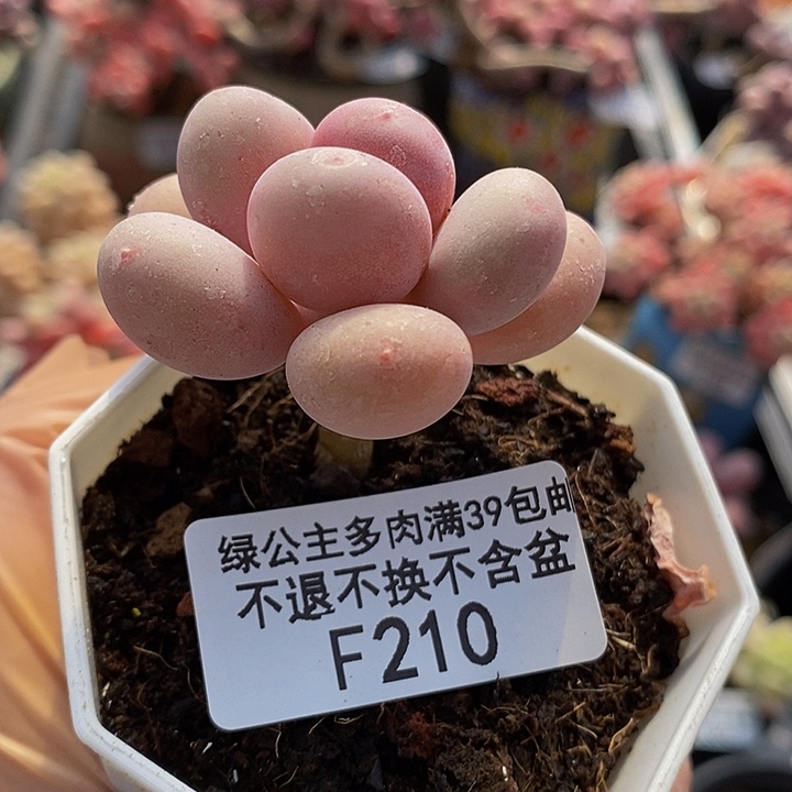 蛋黄奶单头210多肉植物