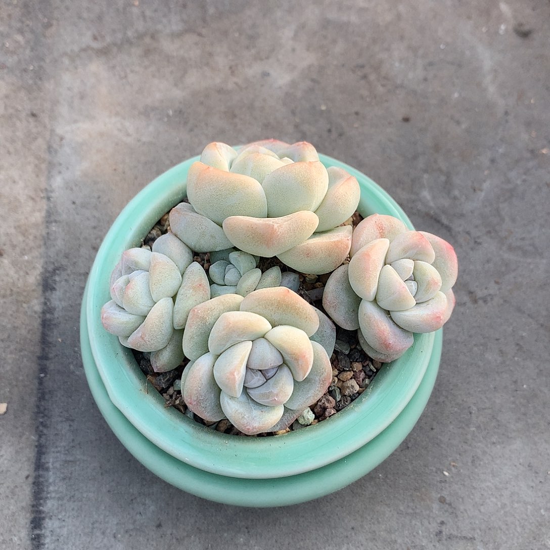 一物一拍，冰玉群带盆