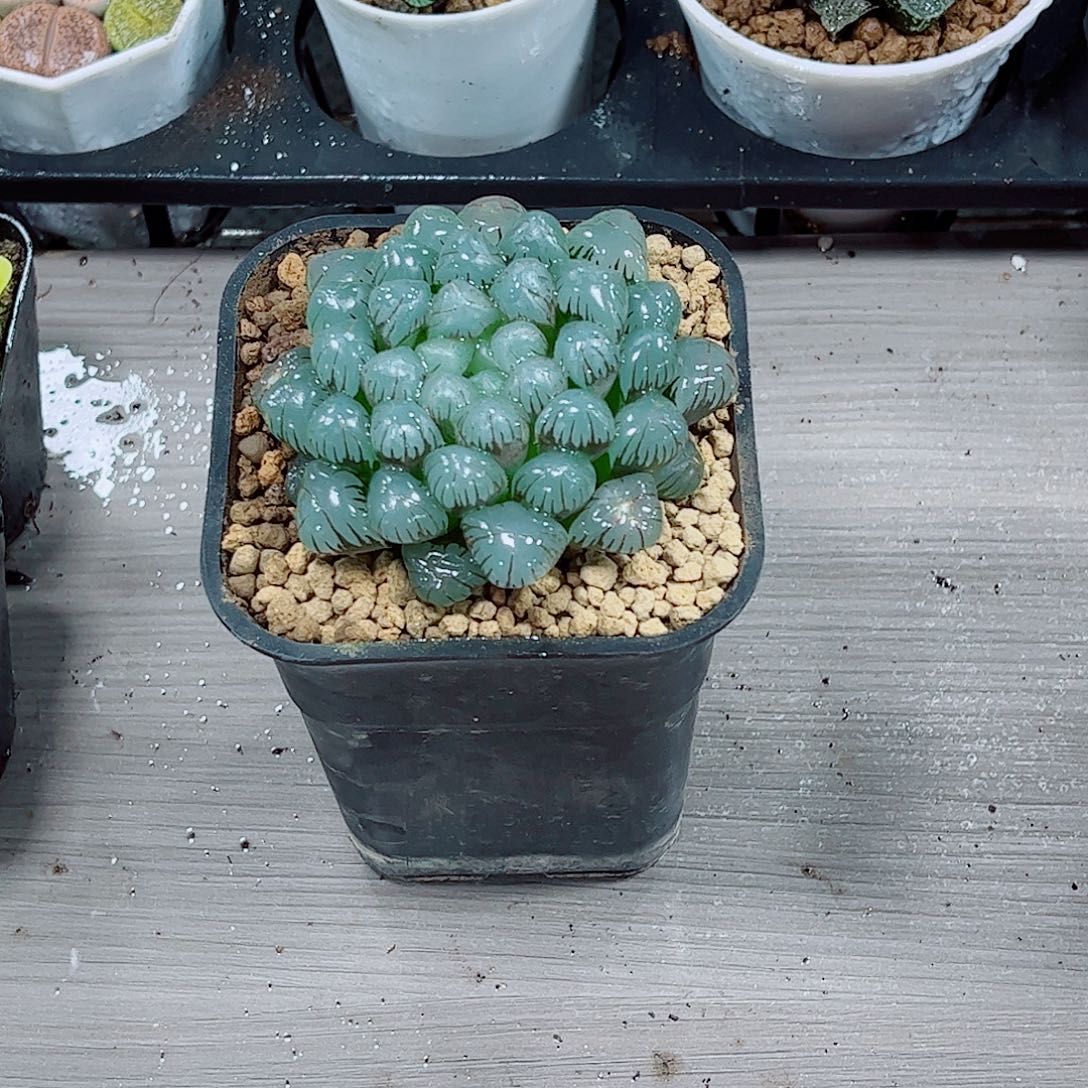 冰灯玉露一勿一拍