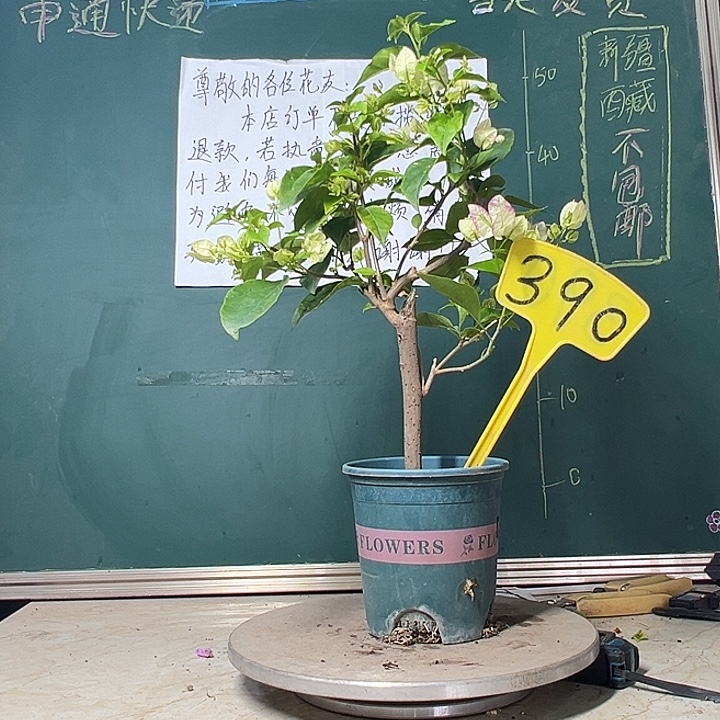 当前无花栽培后可以开花 口 红 390