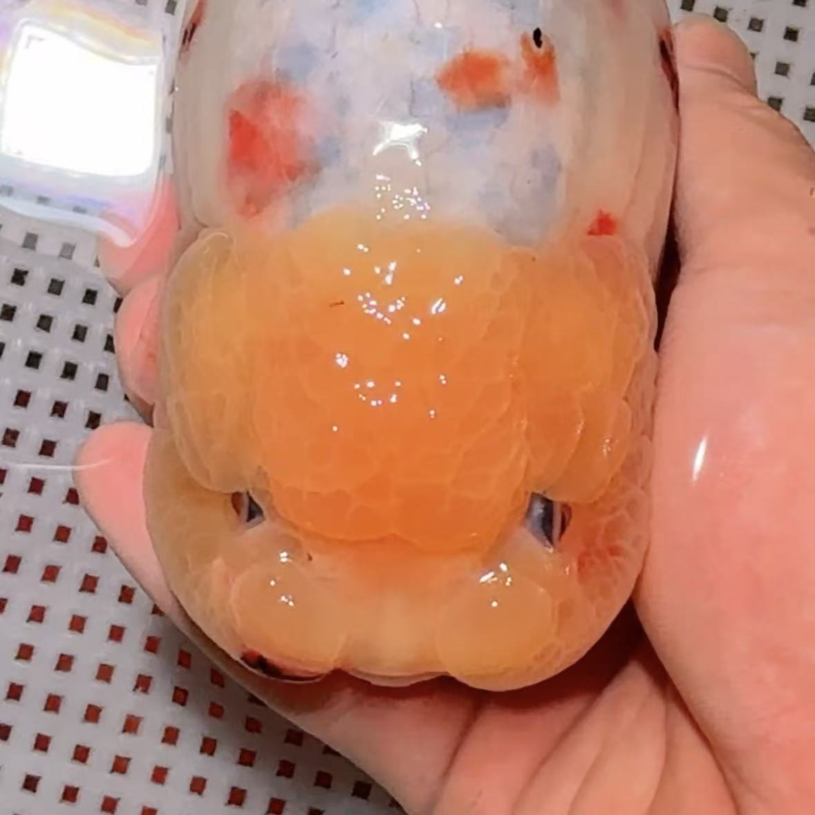 【顺丰到付！不包邮】可爱兰寿金鱼  不支持拒收！拍下不退换