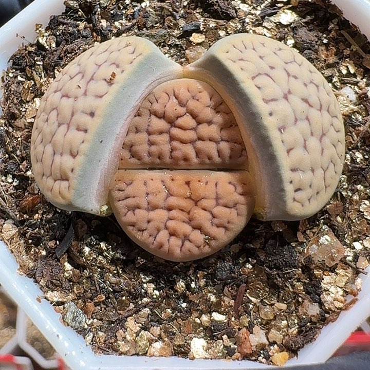 生石花1111111。   220