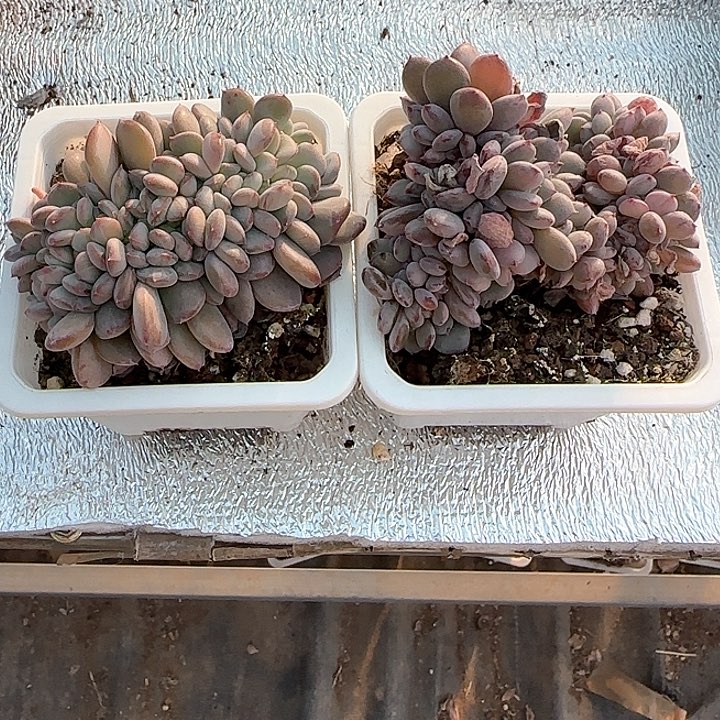 莫**?青蛙王子儿童牙膏111