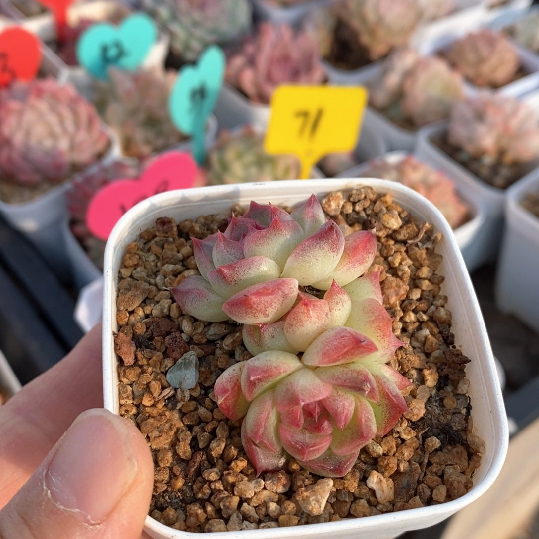 精品多肉一物一拍不包整16