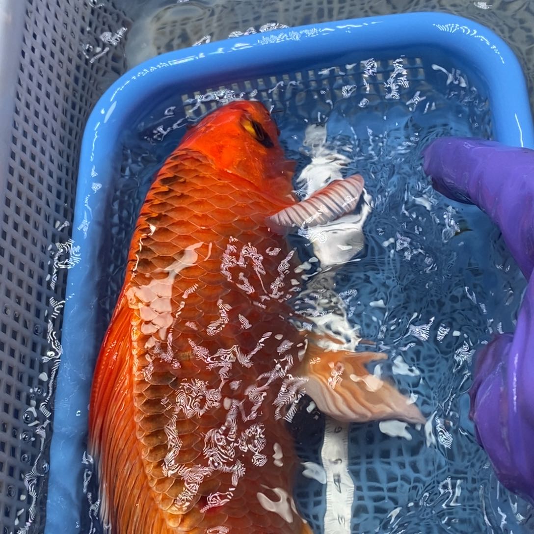 锦鲤冷水锦鲤包邮