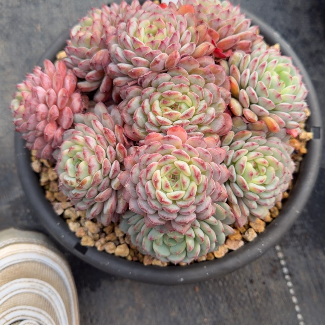 一物一拍精控白胖子55