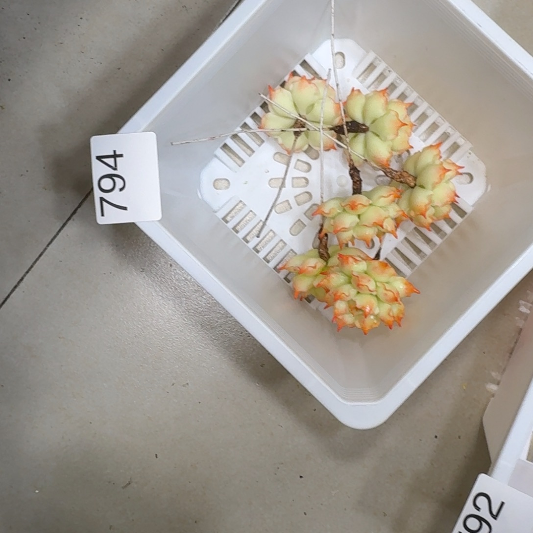 树脂794号哦哦哦哦哦哦哦