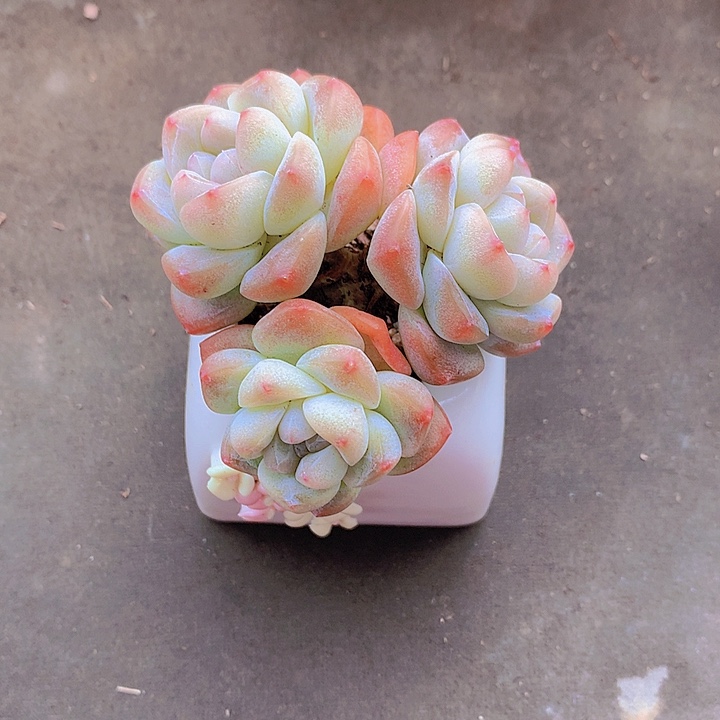 @***宝一物一拍，福利冰玉老庄