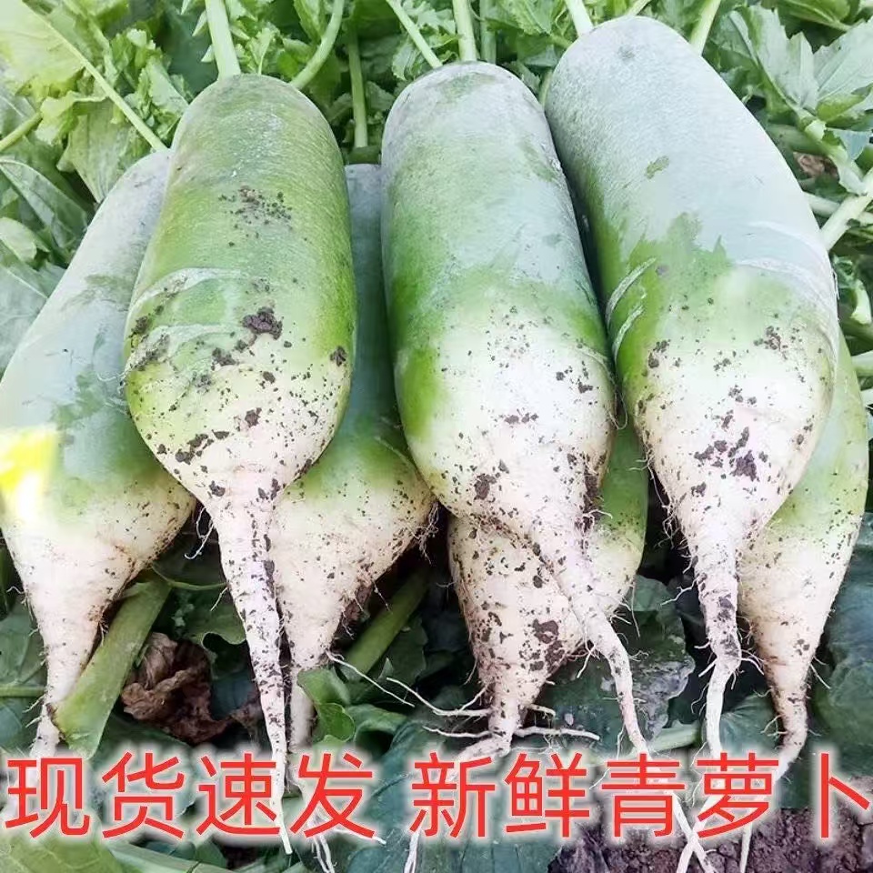 2025河南新鲜里外青萝卜大青皮绿肉甜脆生吃腌渍罗卜秋季蔬菜包邮