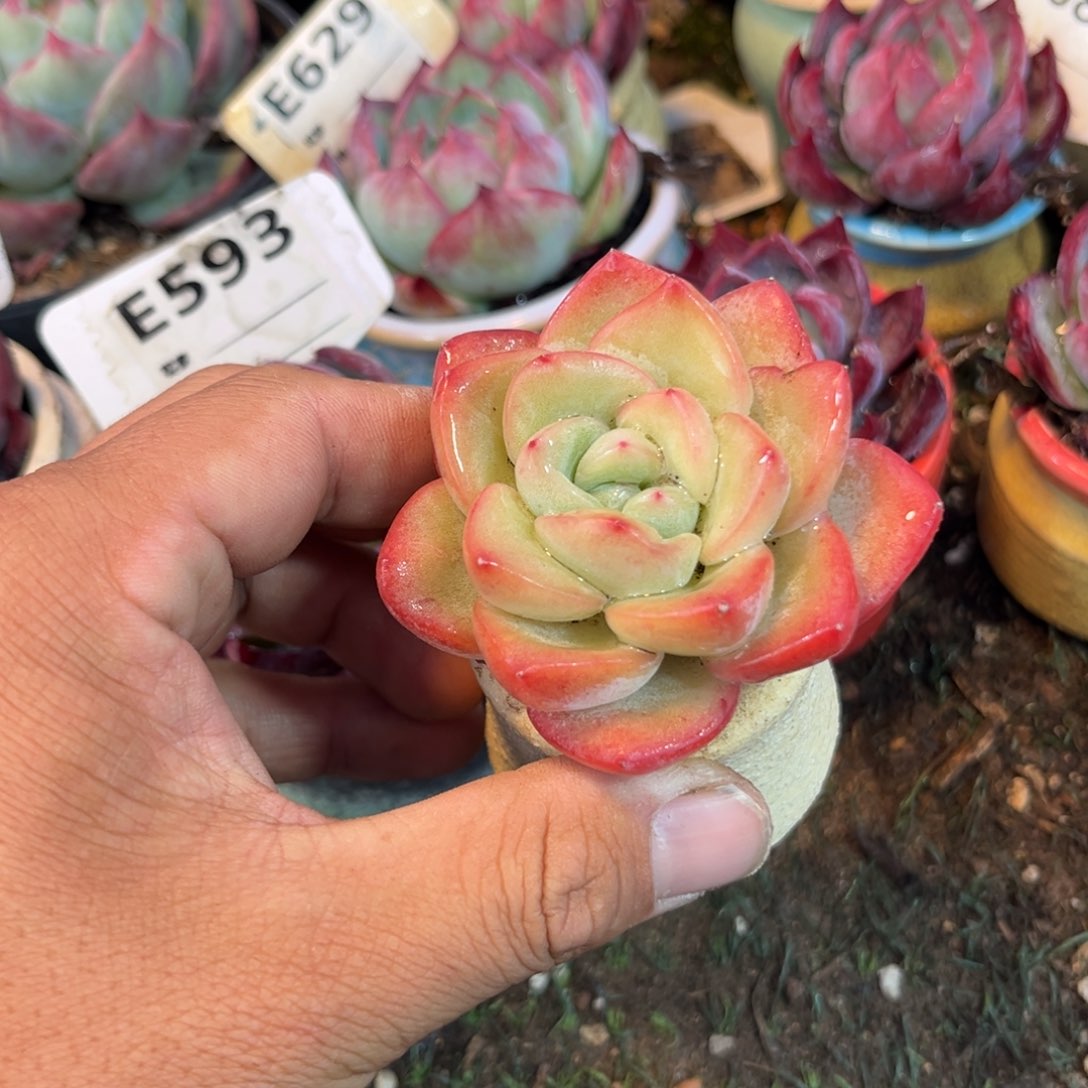 奶油泡芙多肉植物