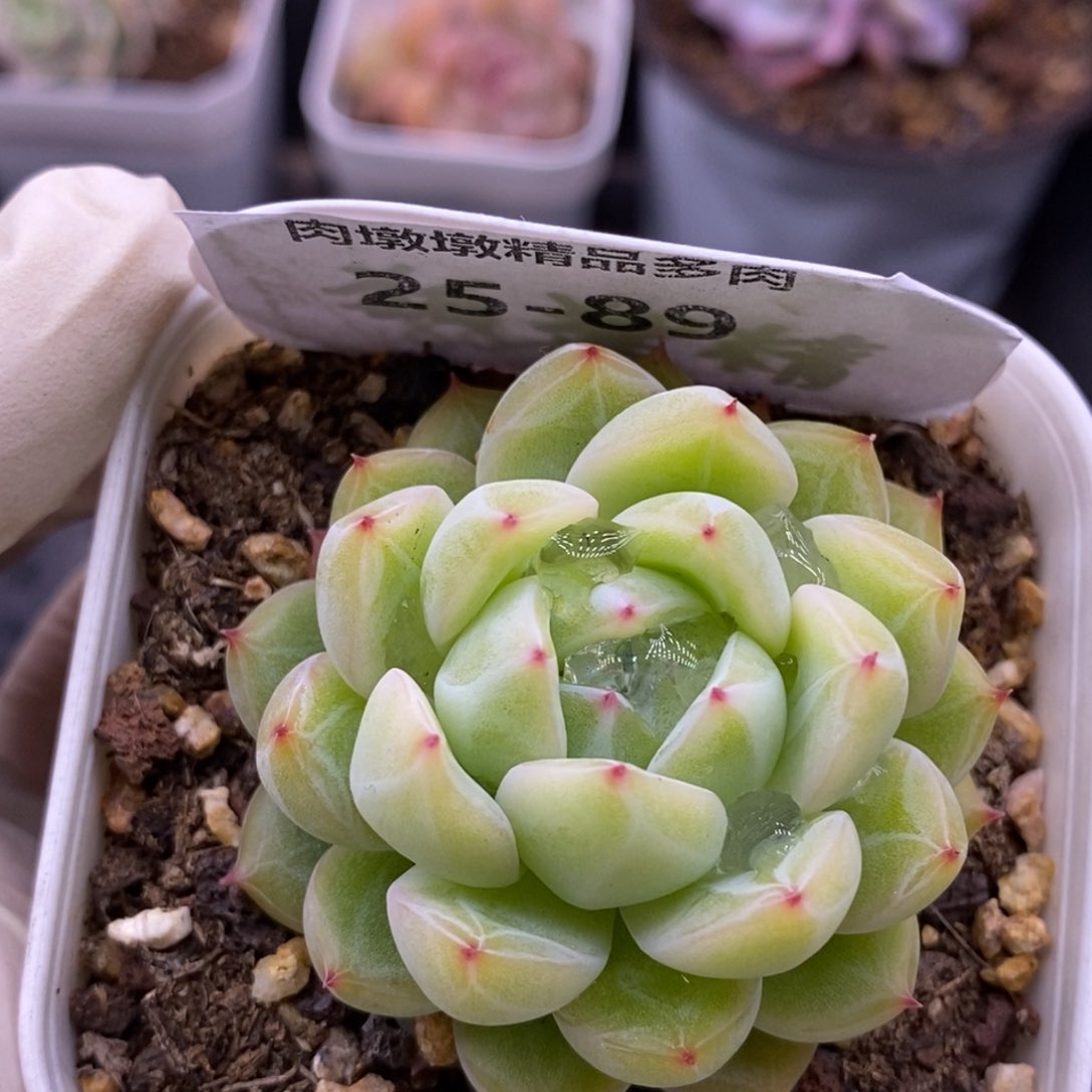 【闪购商品】25-88雪花