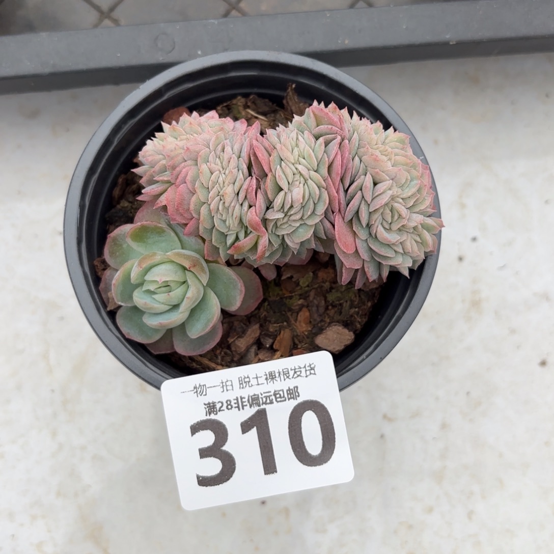 贝瑞缀无盆土发货