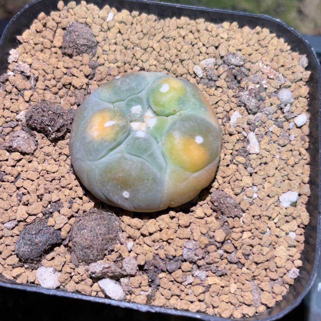 自根犹银锦 仙人球开花