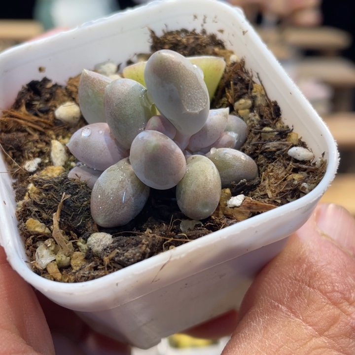 屁桃带盆啊啊多肉啊啊690号的多肉啊啊