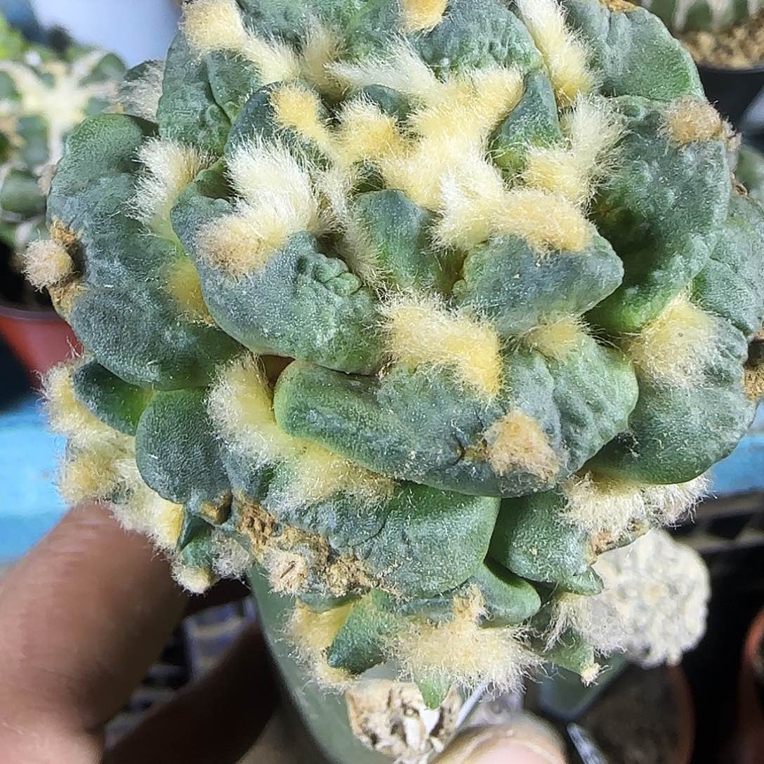 龟甲怒227仙人球开花