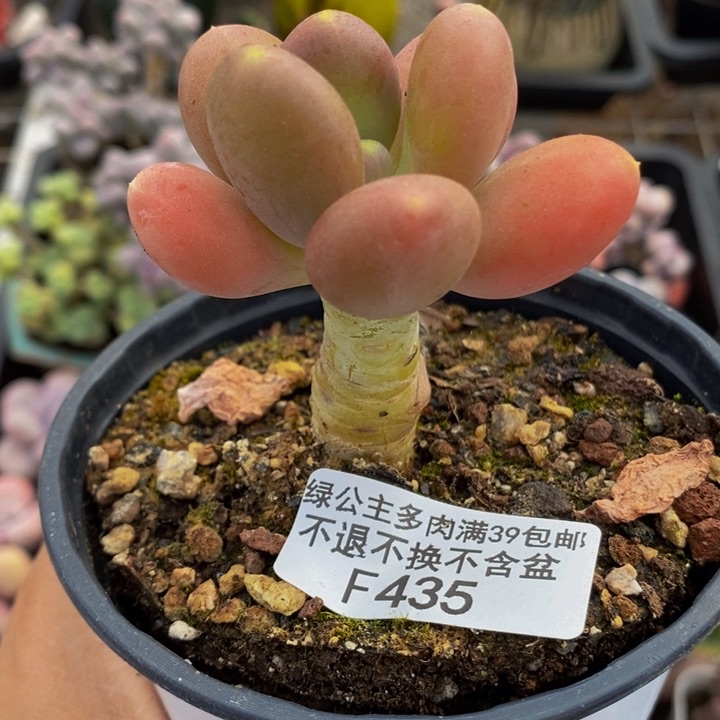 金蝉单头435多肉植物