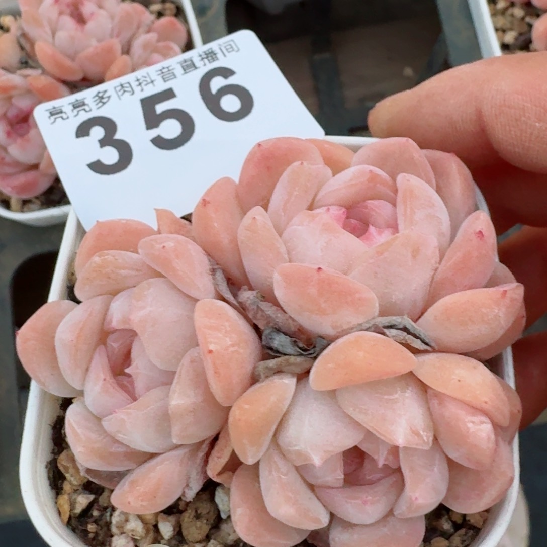 白桃         多肉植物