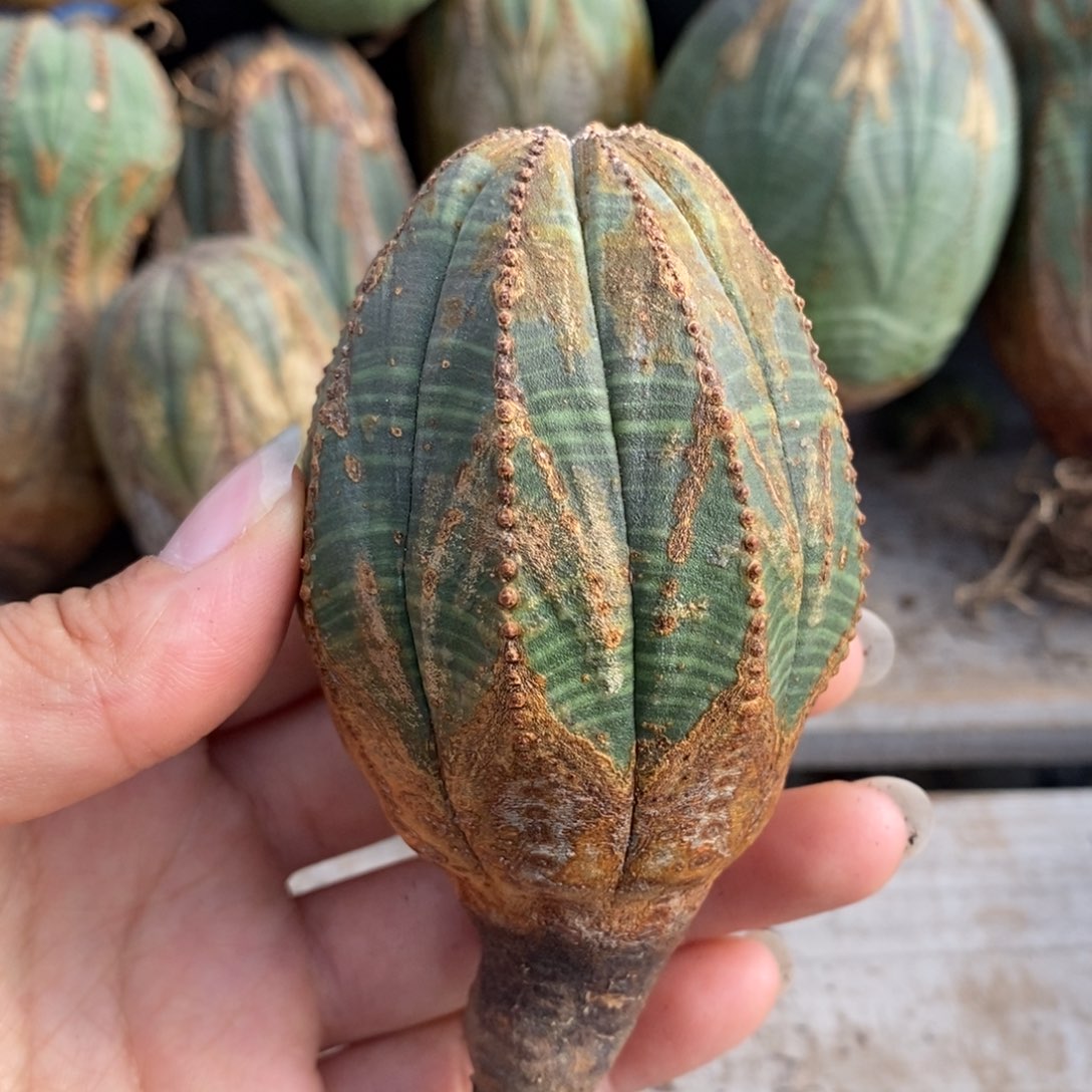 13欧系实生布纹球一物一拍