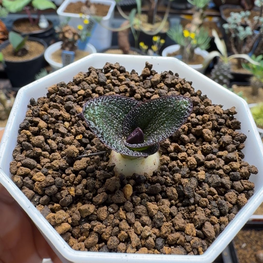 紫镜978 仙人球仙人球