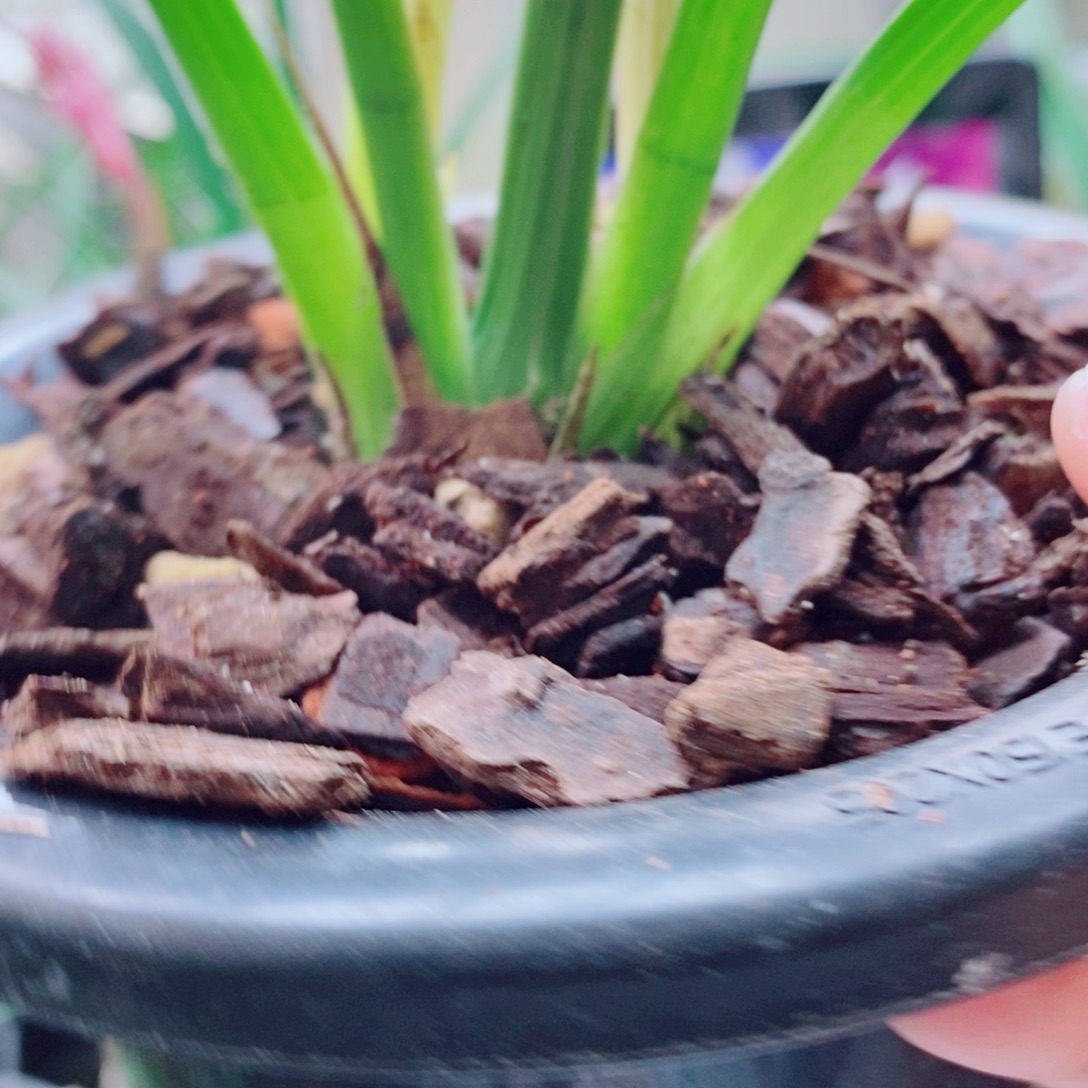 大部分花苞少量开放