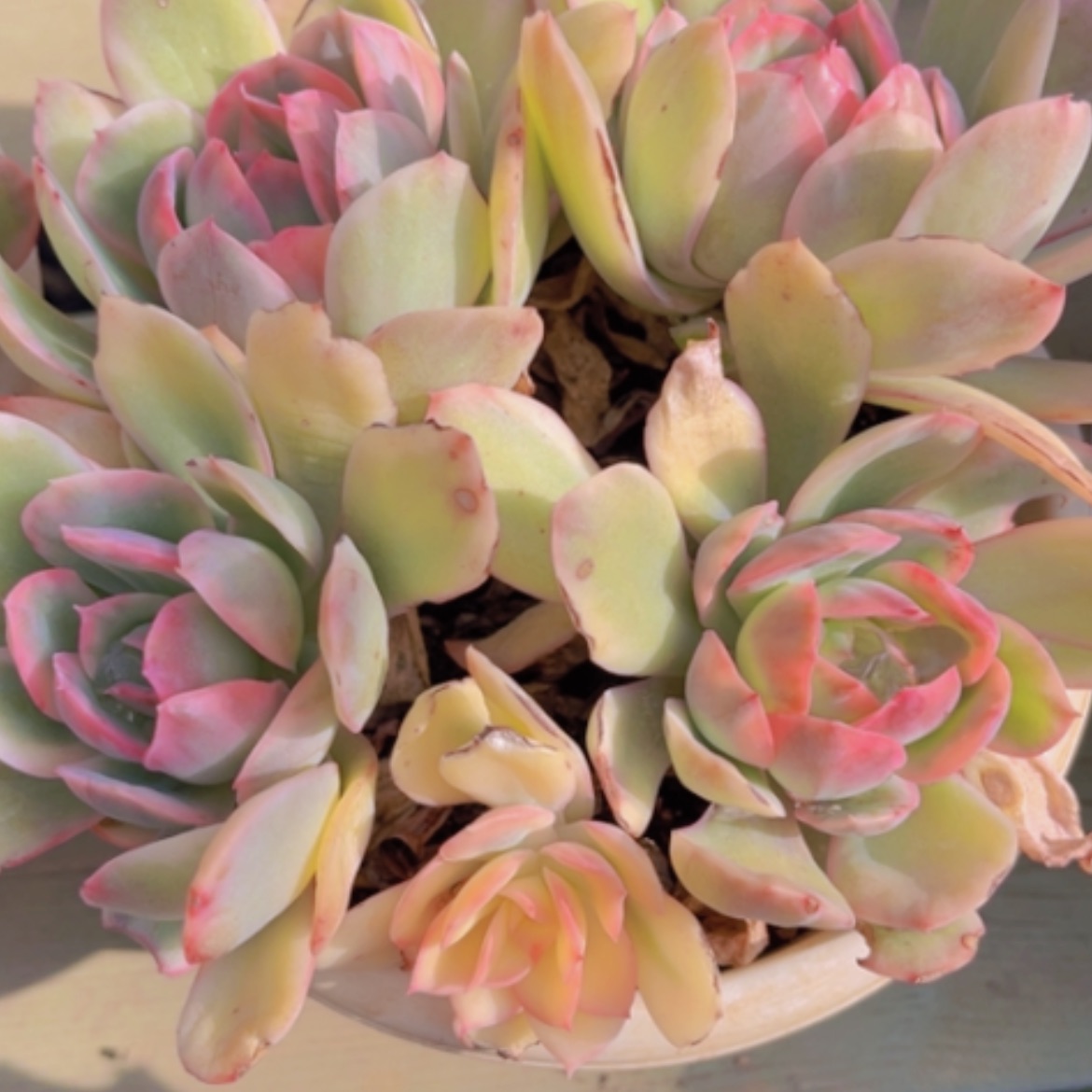 【闪购商品】绮罗锦02199