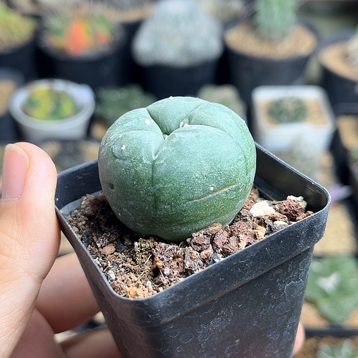 微瑕海鲜实生球3.5公分