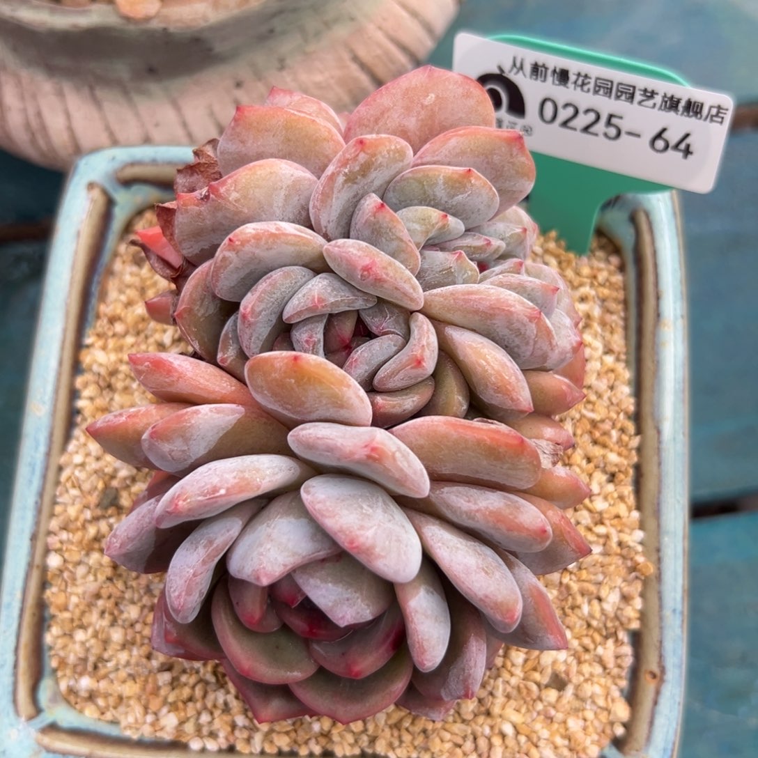 多肉一物一拍0225-64