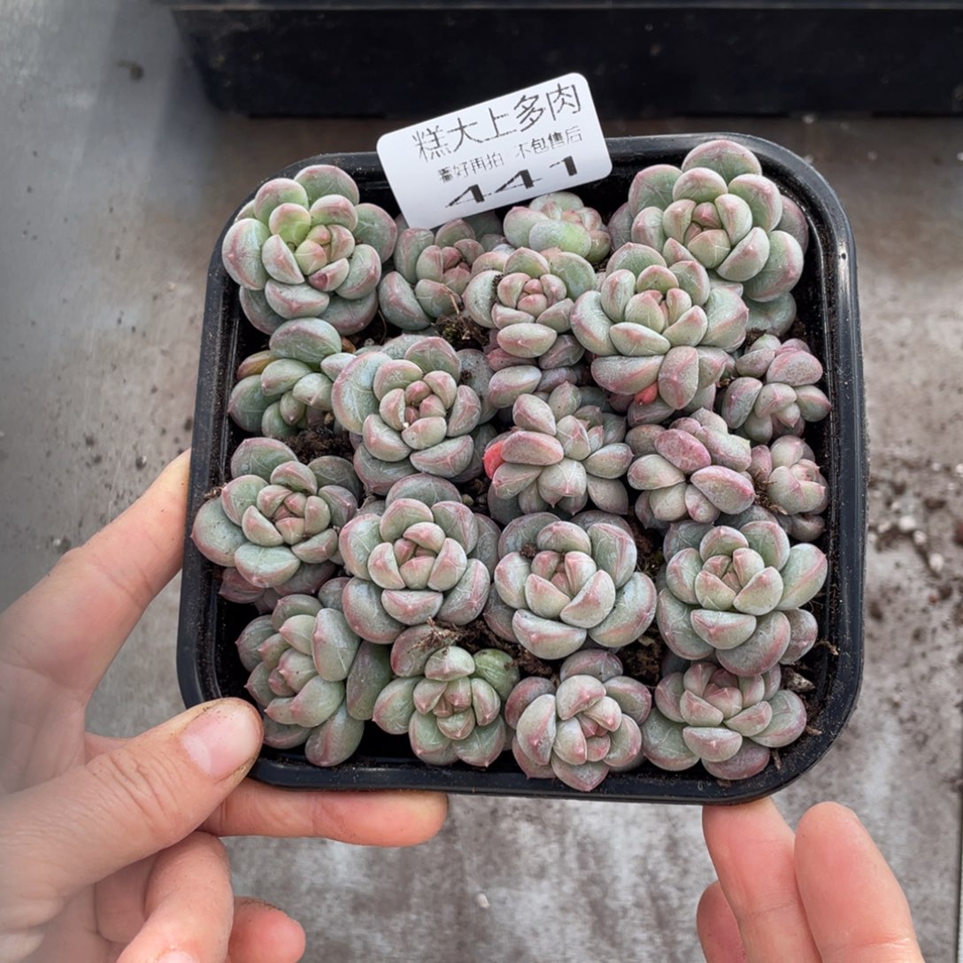 糕大上多肉植物441