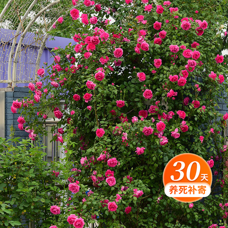 天狼月季  大游行 藤本月季花 庭院露台爬藤观花园艺多季庭院地栽