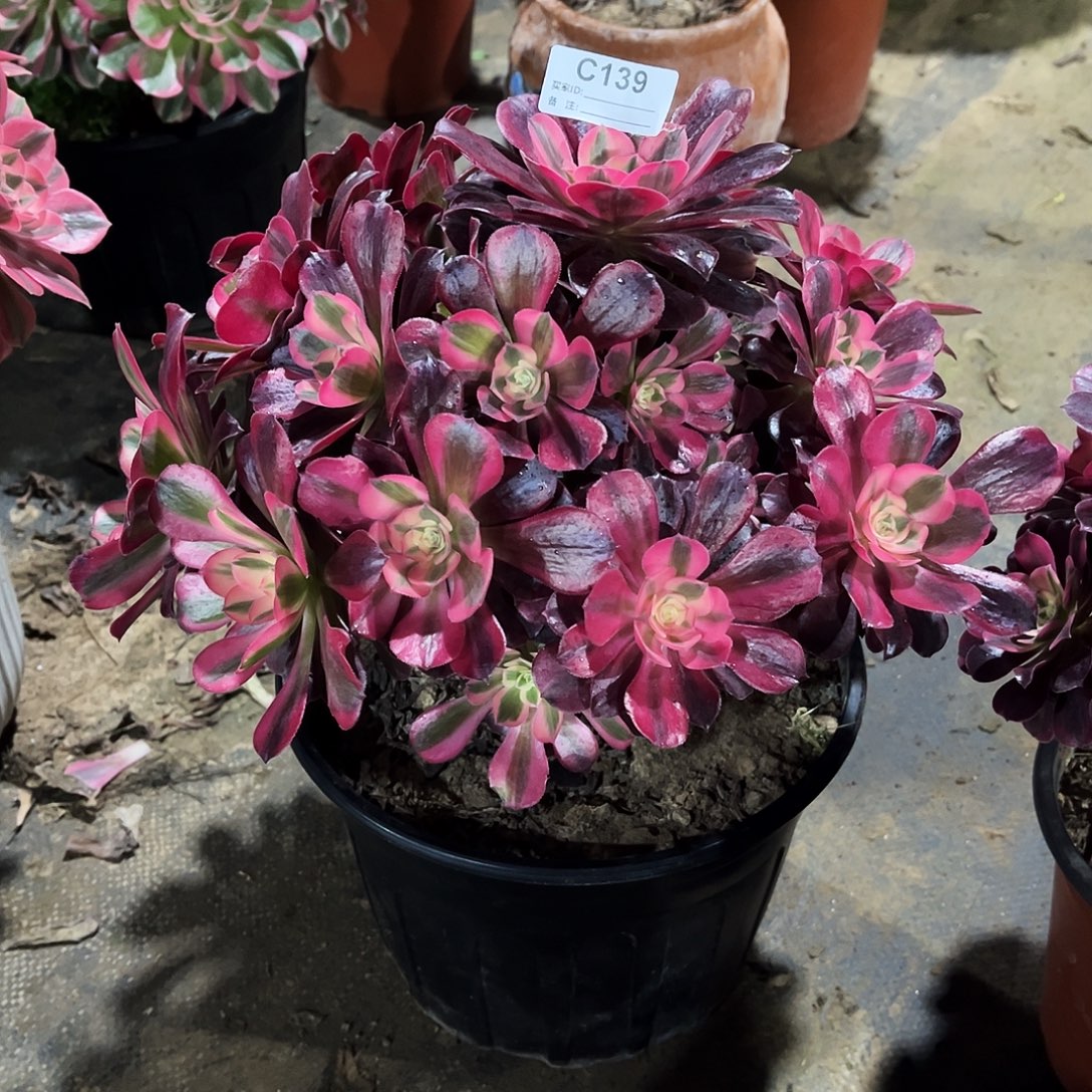 雅***汶完全开放多肉植物139美杜莎法师