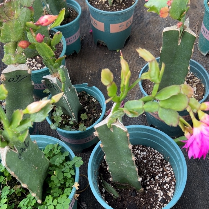 用***334号047紫色花朵00000