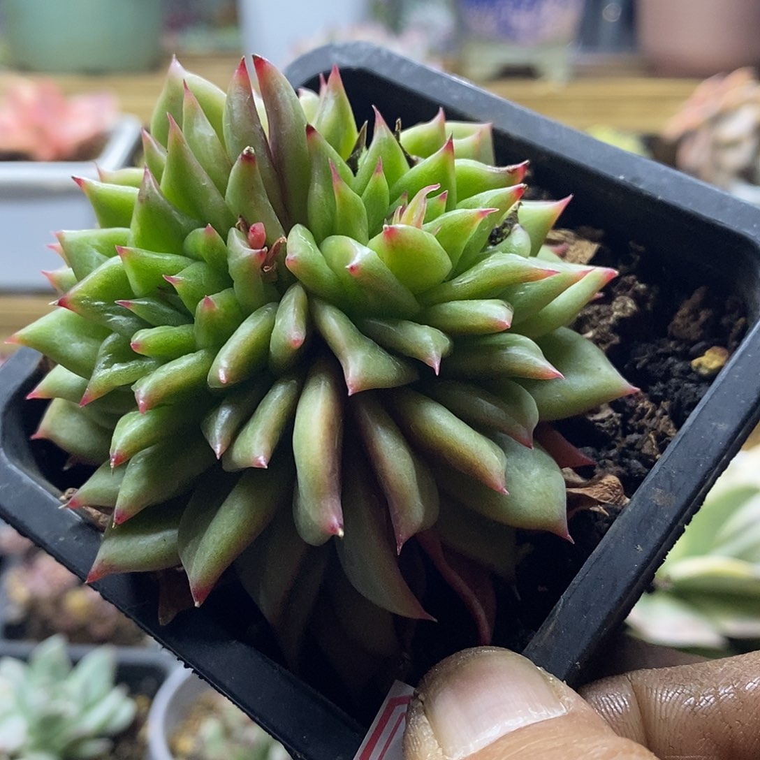 27235 林肯双头多肉