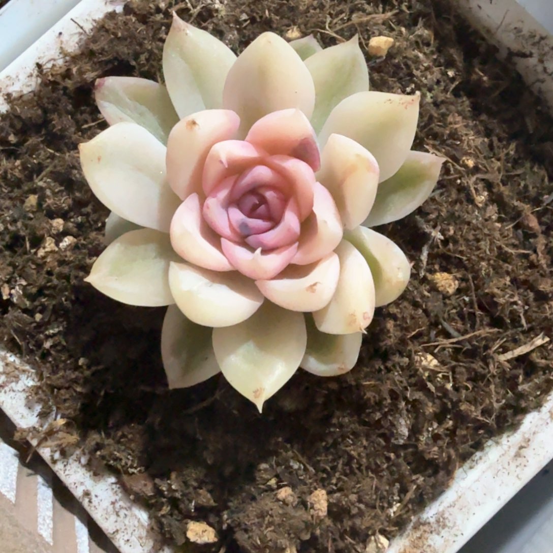 紫薯  锦上园艺一物一拍