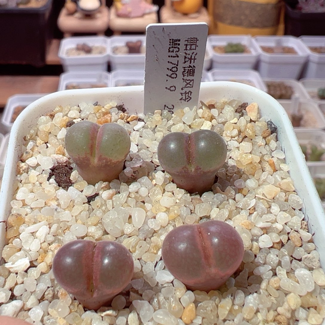 微***肆1124-244多肉多肉多肉