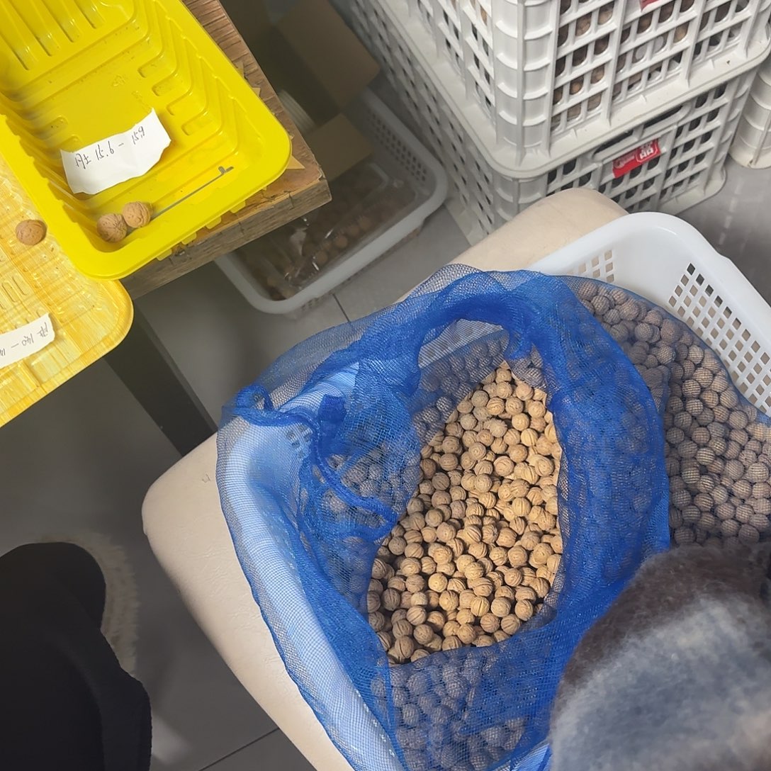 人***棋桃核吊坠盘锦奶豆