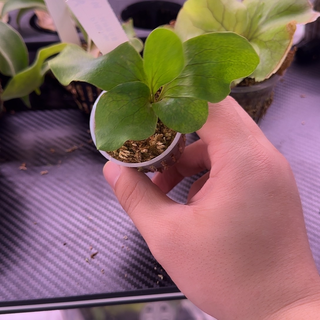 深绿系风神鹿角蕨