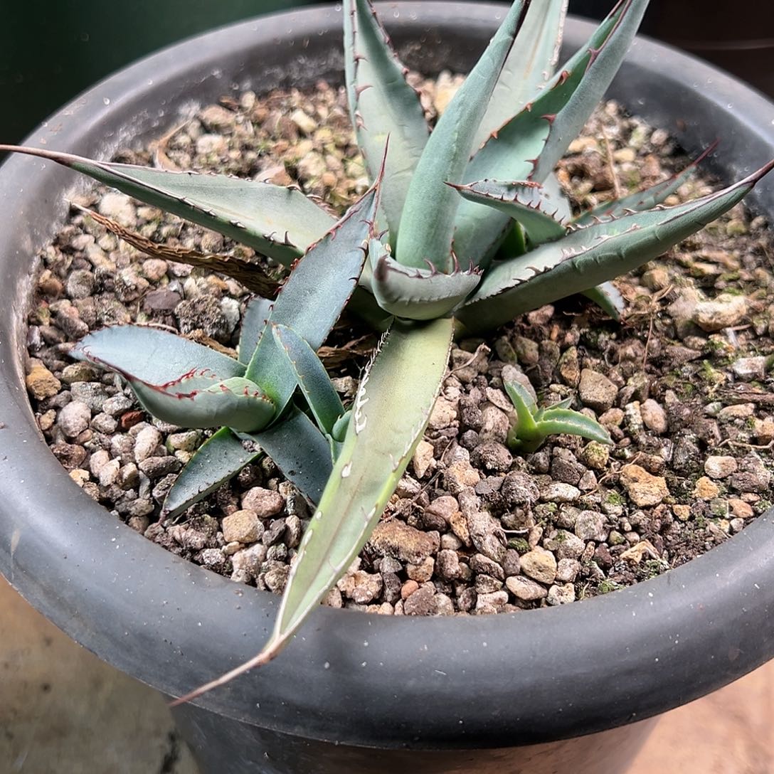 多肉植物鲨鱼皮杂妖炎