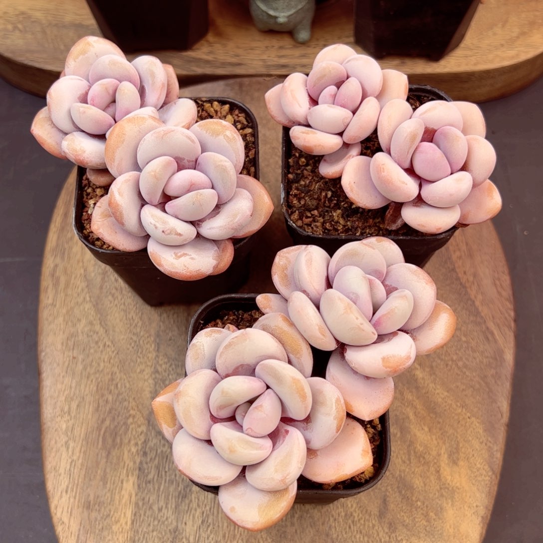 拉拉奶量拍—哈哈哈哈哈哈