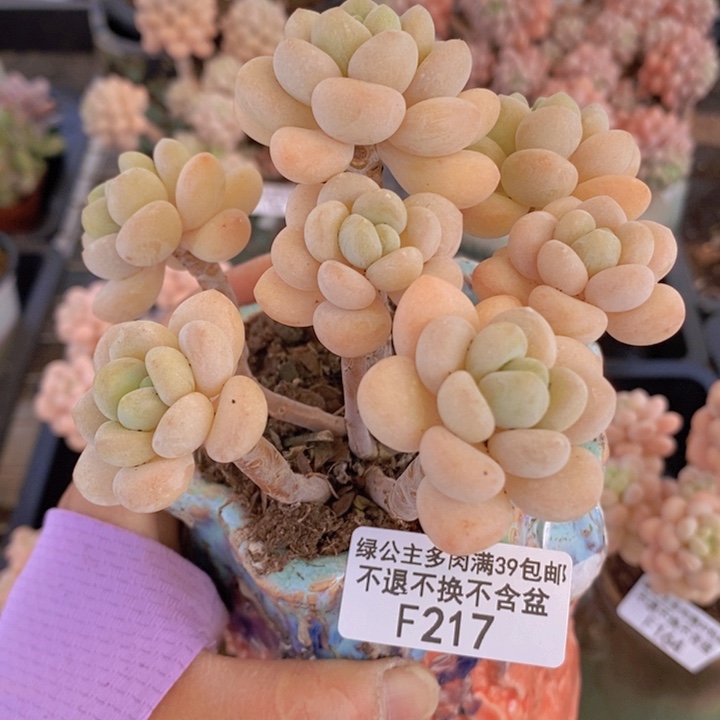 白奶糖老桩10cm217多肉植物