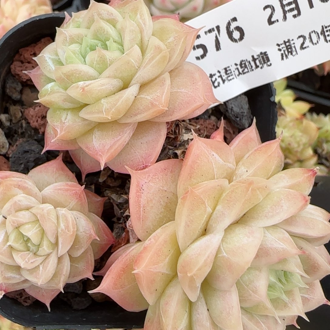 花语逸境0216-576散