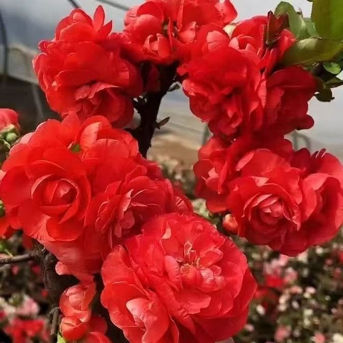 梦绘卷海棠盆景四季耐寒好养