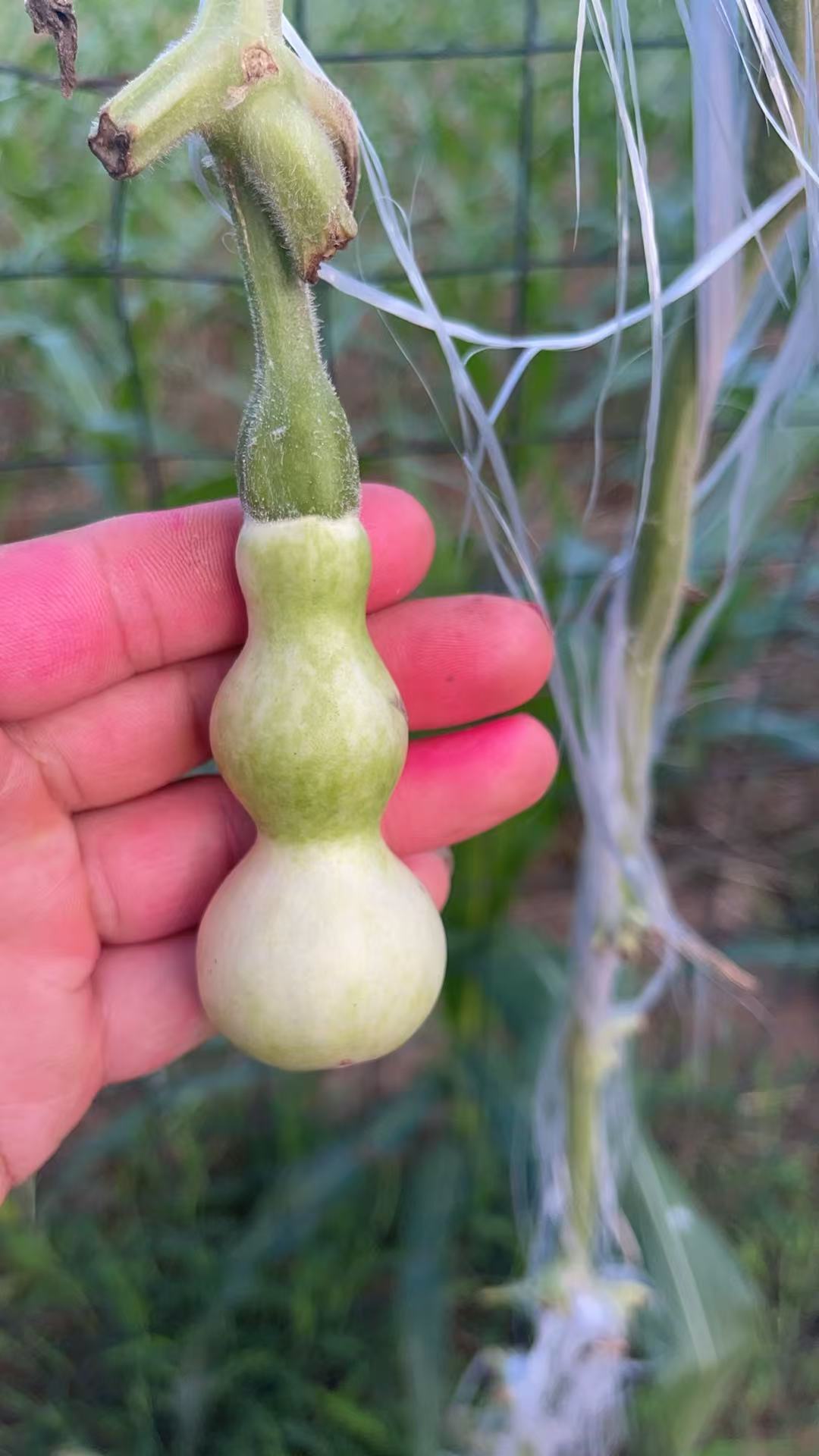 天然精品葫芦可盘玩可观赏一物一价