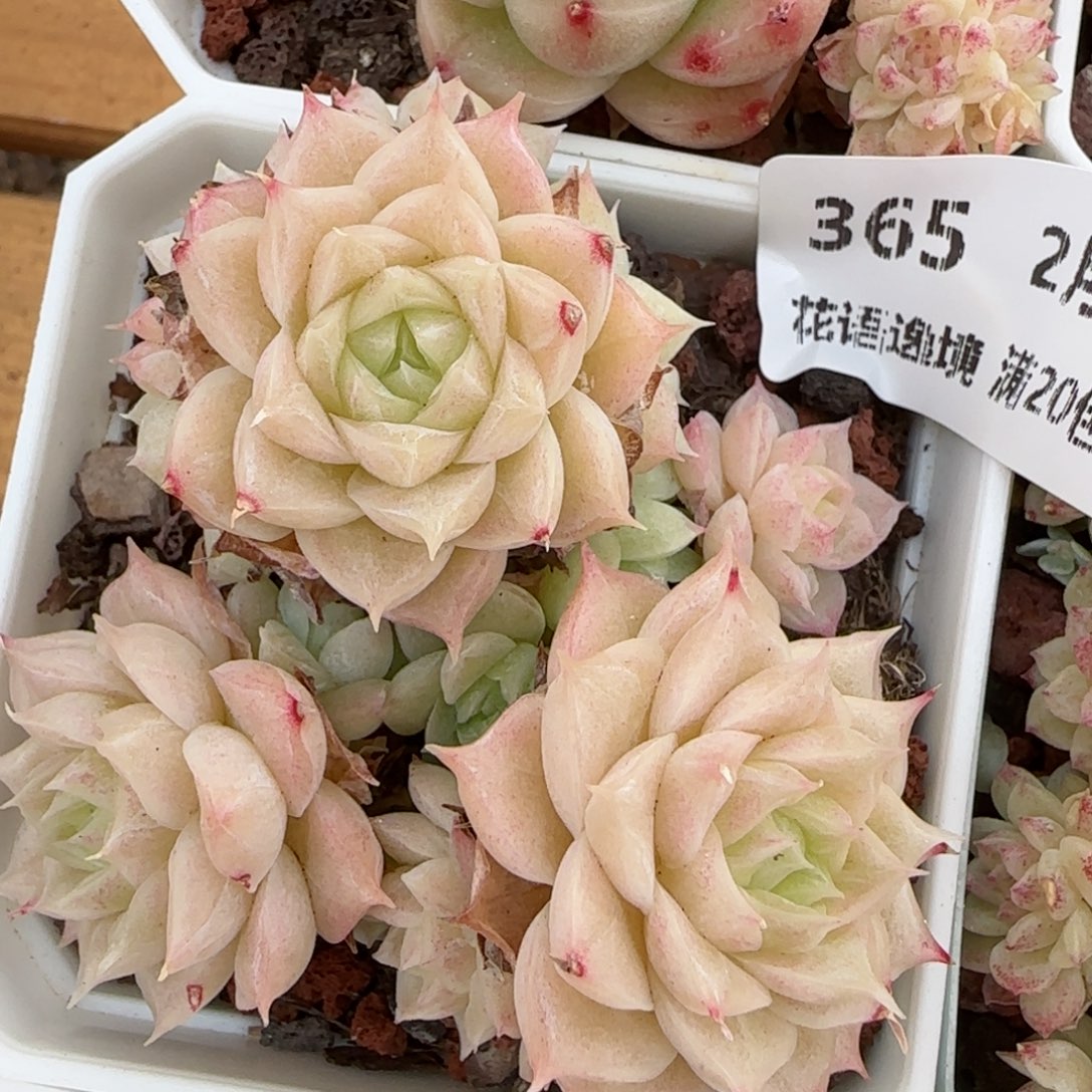 花语逸镜0214-365散