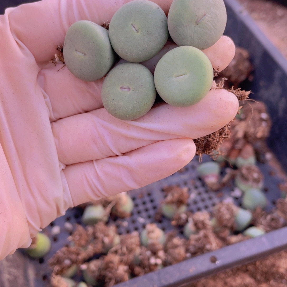 5颗小红嘴888888888888