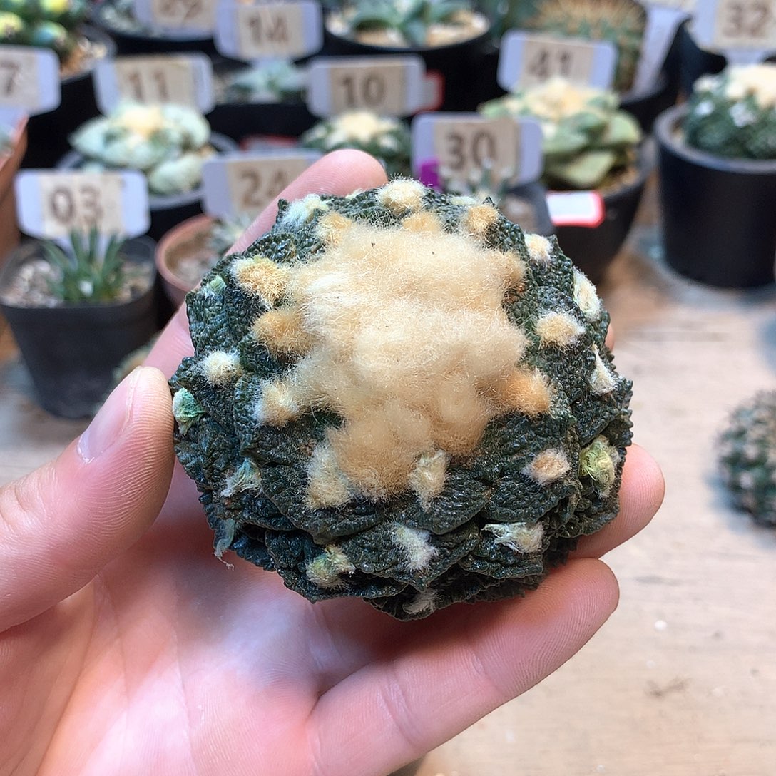 龟甲连山自根                 