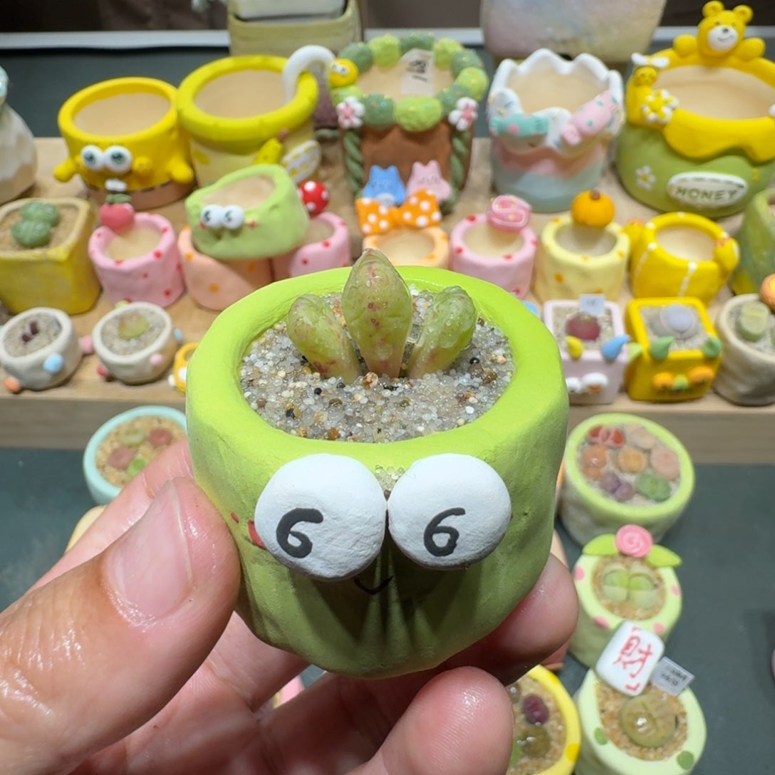 红陶蘑菇353少将