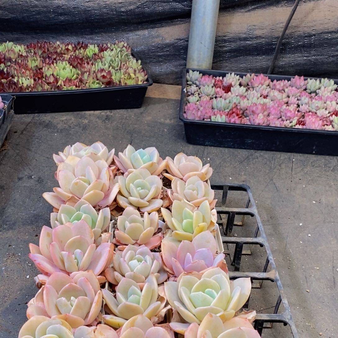 012多肉植物保护研究所所长助理