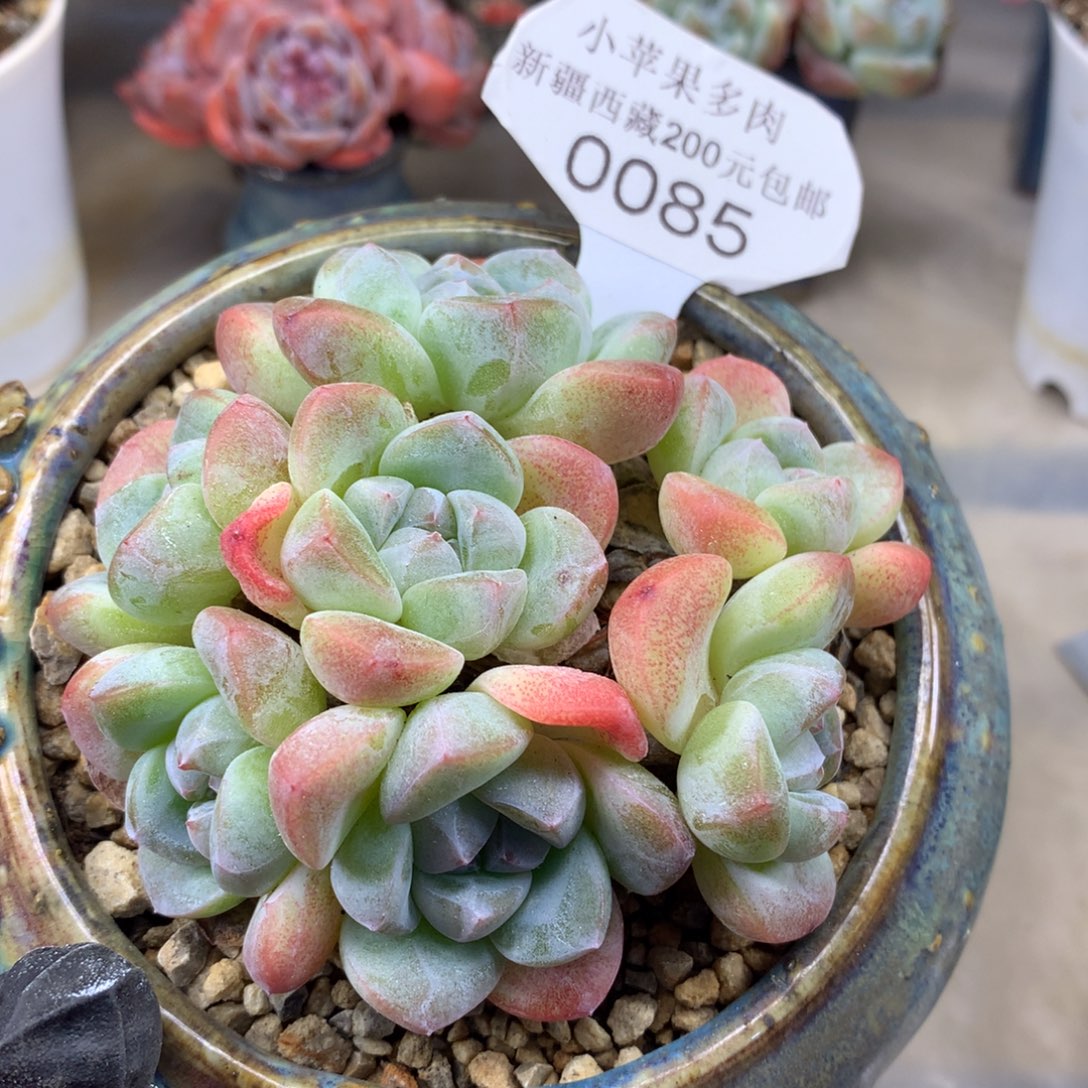 冰玉085/10cm7头多肉