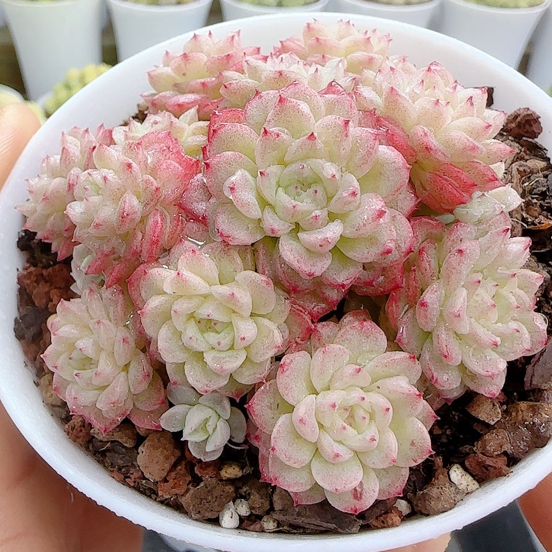 1109-81（fm-8-2）优选