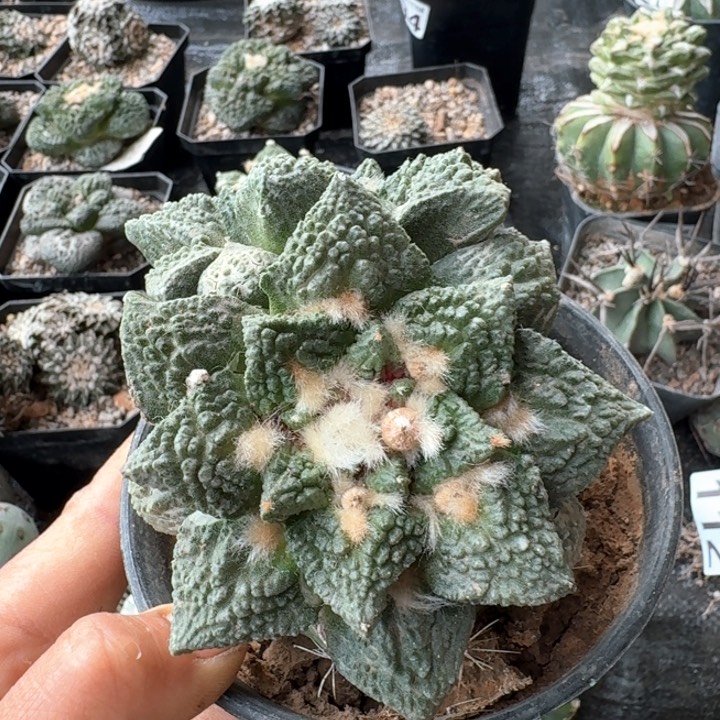 020双头哥斯拉牡丹带种子